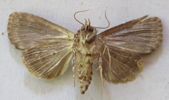 Amphipyrinae