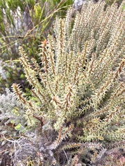 Myrovernix glandulosus