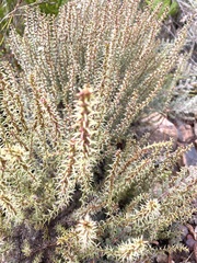 Myrovernix glandulosus