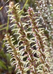 Myrovernix glandulosus