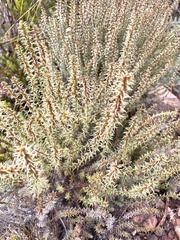 Myrovernix glandulosus