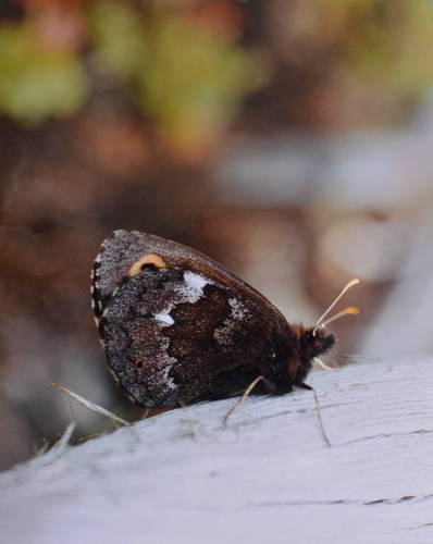 Lapland Ringlet