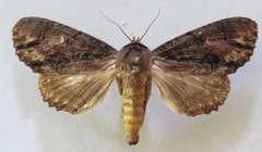 Amphipyrinae