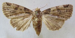 Amphipyrinae