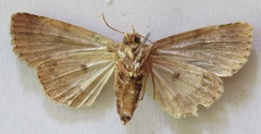 Amphipyrinae