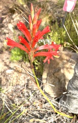 Tritoniopsis triticea