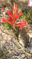 Tritoniopsis triticea