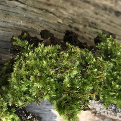 Forsstroemia trichomitria