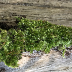 Forsstroemia trichomitria