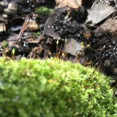 Forsstroemia trichomitria