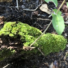 Forsstroemia trichomitria