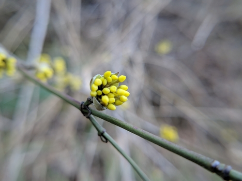 Crveni drijen (Cornus mas)