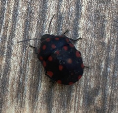 Pachycoris torridus
