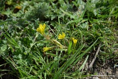 Gagea nevadensis
