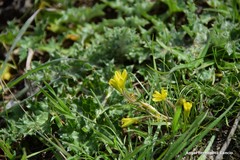 Gagea nevadensis