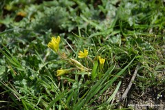 Gagea nevadensis