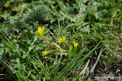 Gagea nevadensis