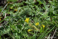 Gagea nevadensis