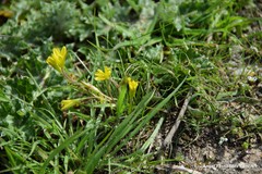 Gagea nevadensis