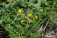 Gagea nevadensis