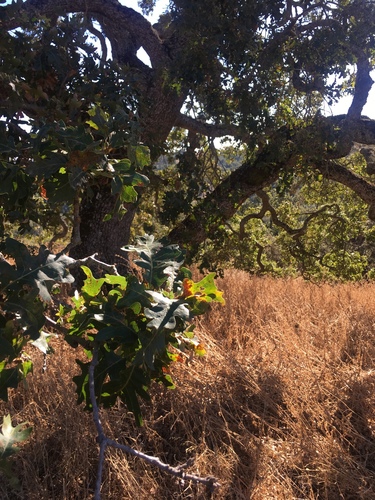 iNaturalist observation photo of valley oak