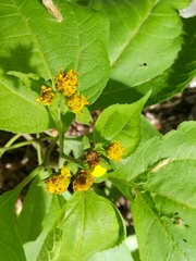 Greenmaniella resinosa