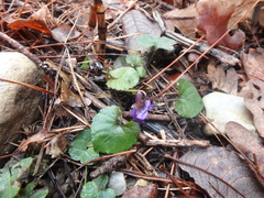 Viola alba dehnhardtii