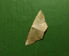 Peratostega deletaria