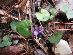 Viola alba dehnhardtii