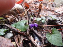 Viola alba dehnhardtii
