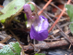 Viola alba dehnhardtii