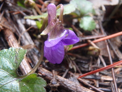Viola alba dehnhardtii