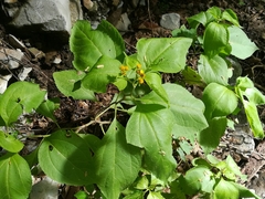 Greenmaniella resinosa