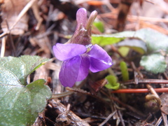 Viola alba dehnhardtii