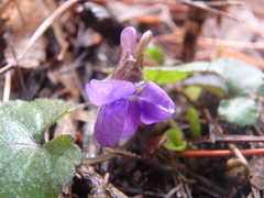 Viola alba dehnhardtii