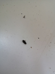 Coleoptera
