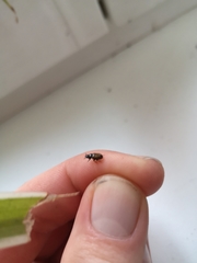 Coleoptera