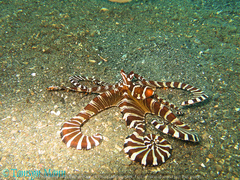 Wunderpus photogenicus