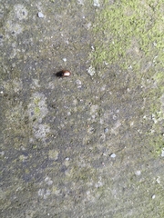 Coleoptera