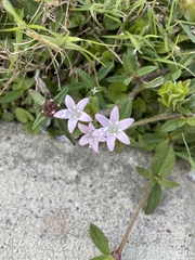 Richardia grandiflora