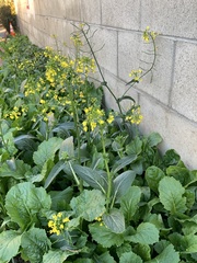 Brassica chinensis