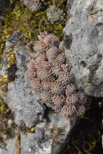 Sedum hispanicum iNat (1)