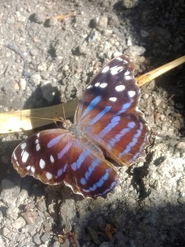 Blackened Bluewing