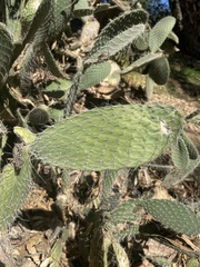 Opuntia leucotricha