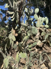 Opuntia leucotricha