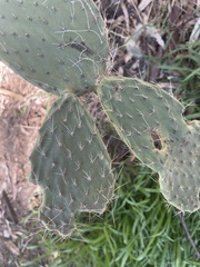 Opuntia leucotricha
