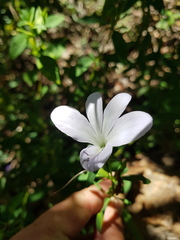 Barleria galpinii