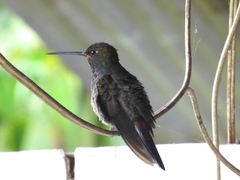 Urochroa bougueri
