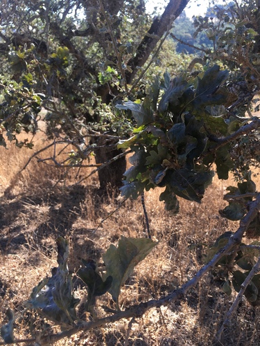 iNaturalist observation photo of valley oak