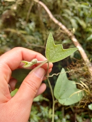 Passiflora sexflora
